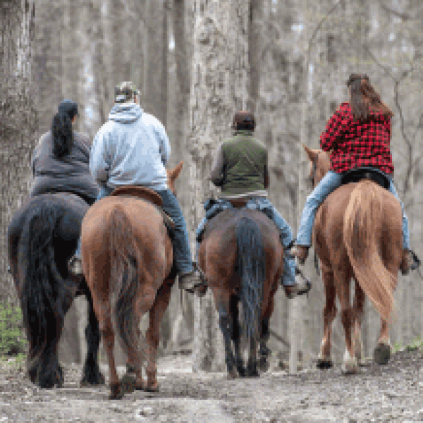 Trail riders at Maybury State Park